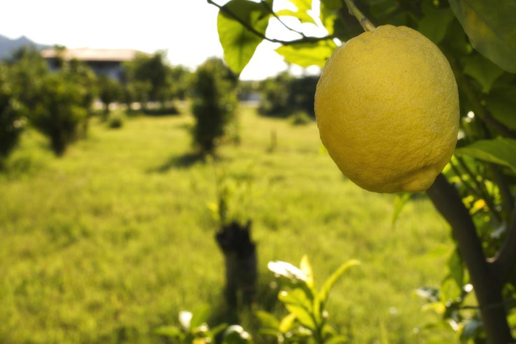 Agriturismo Terrenia Villa Trappitello Kültér fotó